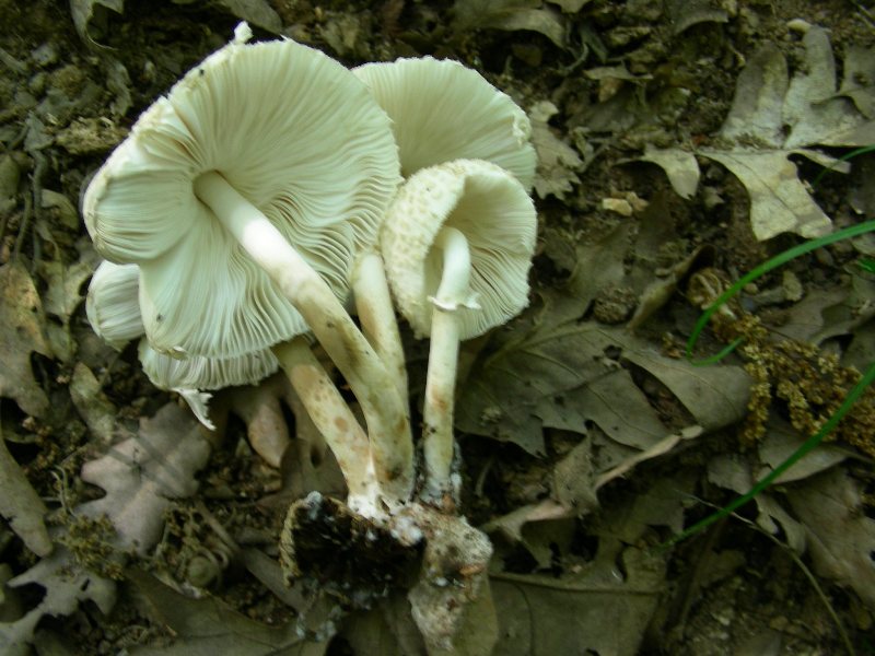 6) Fotografati il 16.06.2012. sotto Quercia